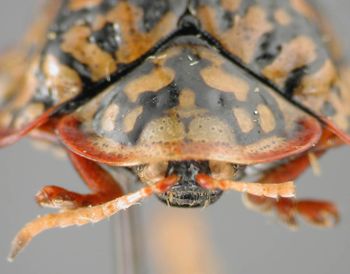 Media type: image;   Entomology 23637 Aspect: head frontal view